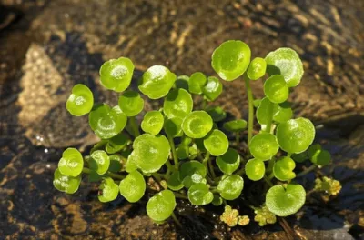 Illustration blinks - Image 1