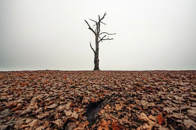 Illustration leaves - Image 1