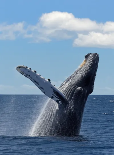 Illustration breaches - Image 1