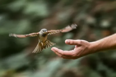 Illustration apprehends