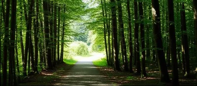 Illustration openings - Image 1