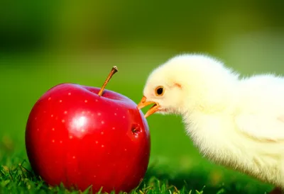 Illustration pecks - Image 1