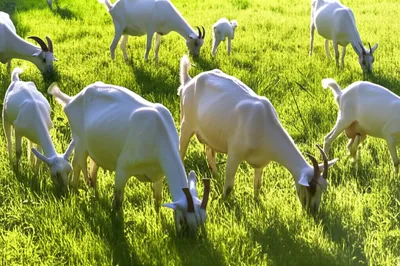 Illustration goat - Image 1