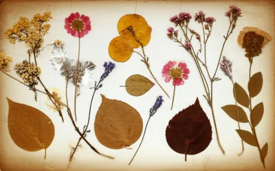 Illustration herbaria - Image 1