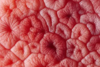 Illustration cotyledons