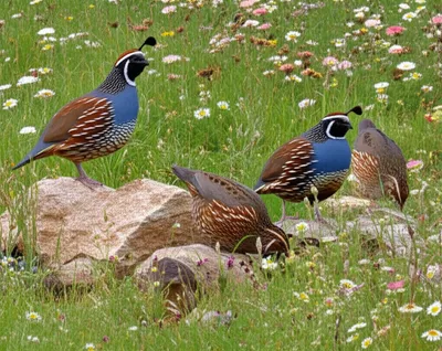 Illustration quails - Image 1