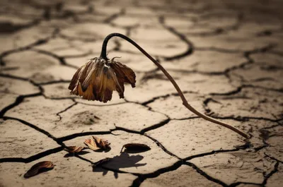 Illustration dropped - Image 1