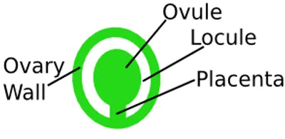 Illustration placenta - Image 2