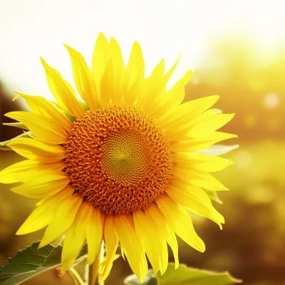 Illustration glad - Image 1