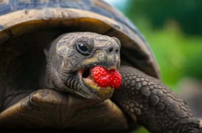 Illustration gums - Image 1