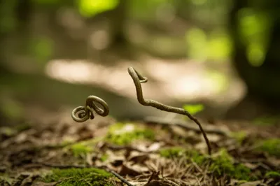 Illustration twist - Image 1