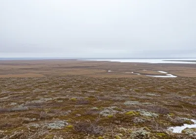 Illustration tundra - Image 1