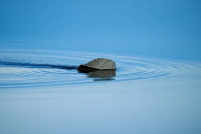 Illustration skimming