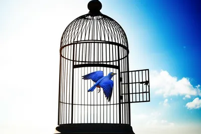 Illustration dismissal - Image 1