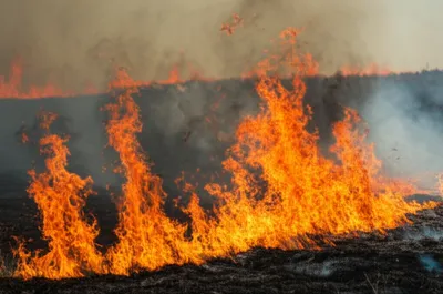 Illustration wildfire - Image 1