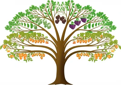 Illustration infraorder