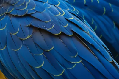 Illustration indented - Image 1