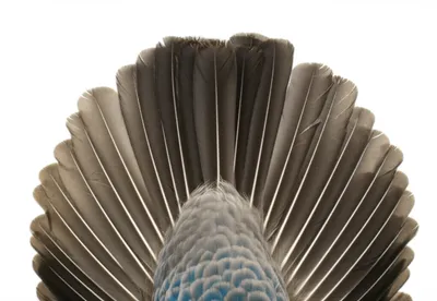 Illustration graduated - Image 1