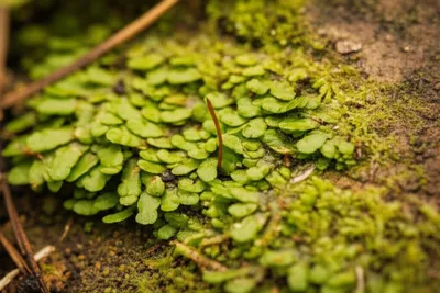 Illustration liverworts