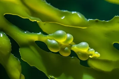 Illustration receptacles - Image 1