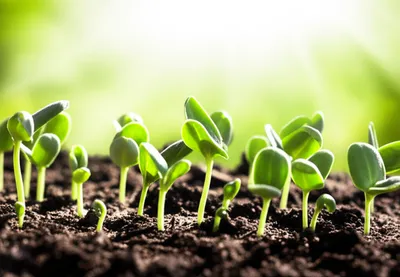 Illustration growers - Image 1