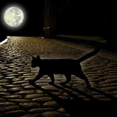 Illustration catted - Image 1