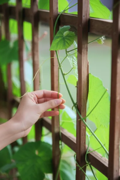 Illustration enforces