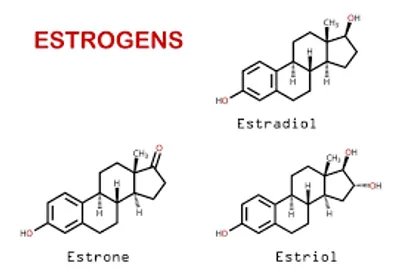 Illustration estrogen - Image 2