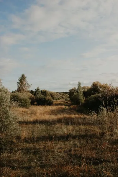 Illustration swampy - Image 2