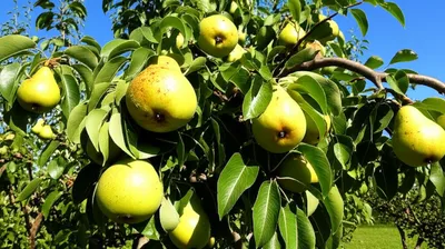 Illustration pears - Image 1