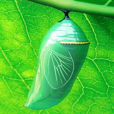 Illustration transforming - Image 1