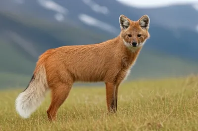 Illustration zorro - Image 1