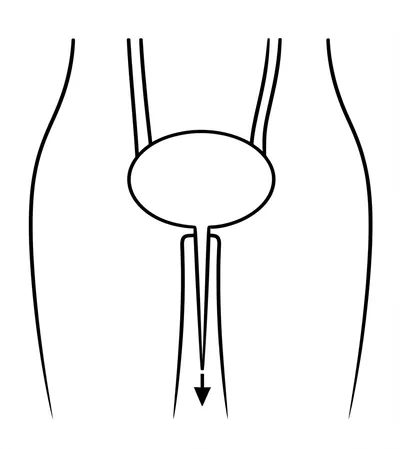 Illustration urinate