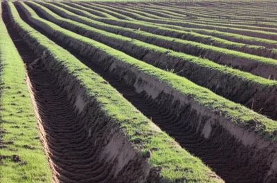 Illustration rafter - Image 1