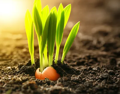 Illustration expand - Image 1