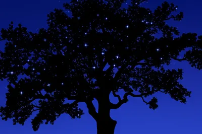 Illustration starred - Image 1