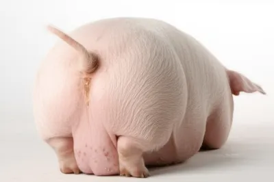 Illustration docks - Image 1