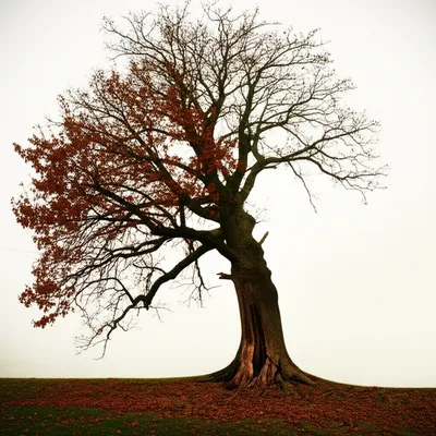 Illustration decline - Image 1