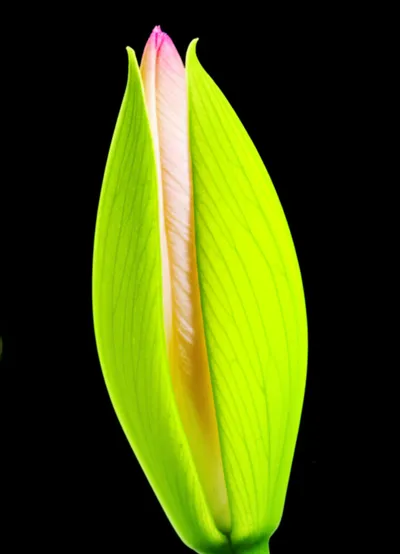 Illustration sheath - Image 1