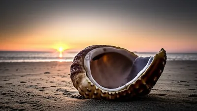 Illustration shells - Image 1