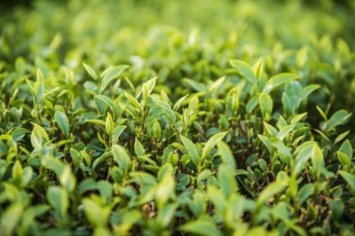 Illustration white - Image 1