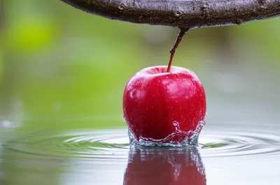 Illustration plumped - Image 1