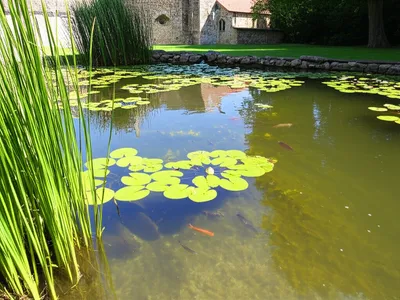 Illustration fishpond