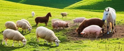 Illustration cattle - Image 1