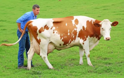 Illustration bloat - Image 1