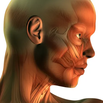 Illustration masseter