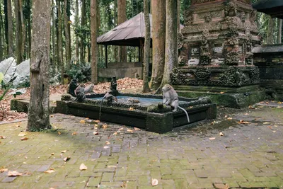 Illustration macaques - Image 2