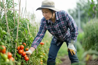 Illustration stoops - Image 1