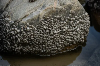 Illustration barnacles - Image 1