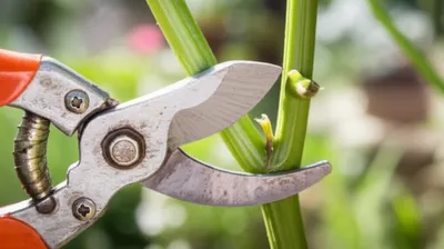 Illustration snick - Image 1